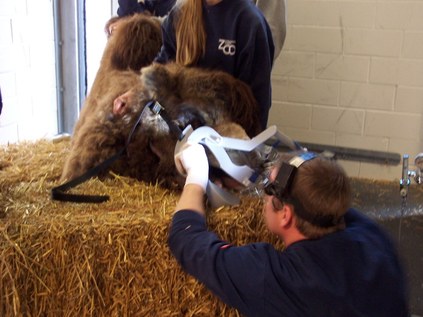 Dr. John Scheels - Exotic Animal Dentistry